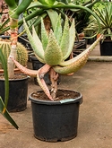 Aloe marlothii Stam 90 cm