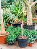 Aloe pluridens africana (100-120) Stam 120 cm