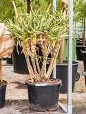 Aloe ramosissima Stam vertakt 110 cm