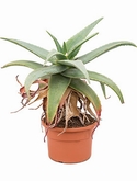Aloe rubroviolacea - 50 cm