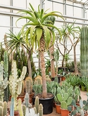 Aloe traski Stam 225 cm