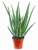 Aloe vera barbadensis 60 cm