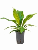 Anthurium elipticum Jungle Bush Bush 50 cm