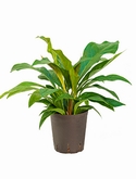 Anthurium elipticum Jungle Bush Bush 55 cm