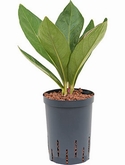 Anthurium elipticum Jungle hybriden Bush 45 cm