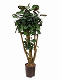 Aralia (polyscias) fabian Vertakt 100 cm