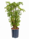Aralia (polyscias) ming Vertakt 75 cm