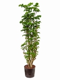 Aralia (polyscias) roble Vertakt 140 cm
