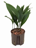 Aspidistra elatior Toef 40 cm