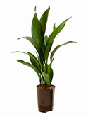 Aspidistra elatior Toef 60 cm