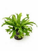 Asplenium amy 25 cm