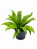 Asplenium antiquum 25 cm