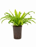 Asplenium antiquum 35 cm