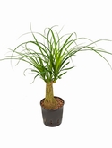 Beaucarnea recurvata Stam 40 cm