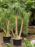 Beaucarnea recurvata Vertakt (100) 180 cm