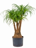 Beaucarnea recurvata Vertakt (60) 80 cm