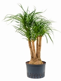 Beaucarnea recurvata Vertakt (60) 85 cm