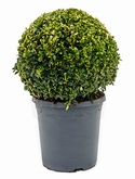 Buxus sempervirens Bol (30+) 45 cm