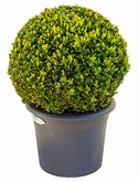 Buxus sempervirens Bol (35+) 60 cm