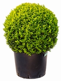 Buxus sempervirens Bol (50+) 80 cm