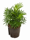 Chamaedorea elegans - 30 cm