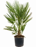 Chamaerops compacto Bush 75 cm