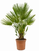 Chamaerops humilis Bush 100 cm