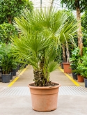 Chamaerops humilis Bush 130 cm