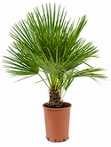 Chamaerops humilis Bush 65 cm