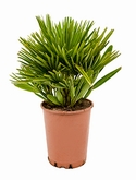 Chamaerops humilis compacta Bush 60 cm