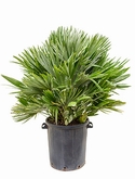 Chamaerops vulcano Bush 100 cm