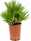Chamaerops vulcano Bush 50 cm