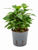 Coffea arabica 1pp 40 cm