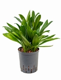 Cordyline glauca Toef 45 cm