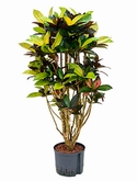 Croton (codiaeum) iceton Vertakt 125 cm