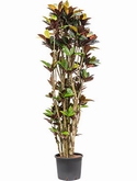 Croton (codiaeum) iceton Vertakt 210 cm