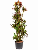 Croton (codiaeum) mamey Vertakt 140 cm