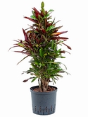 Croton (codiaeum) mamey Vertakt 90 cm