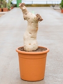 Cyphostemma juttae Stam 70 cm
