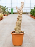 Cyphostemma juttae Stam 90 cm