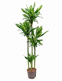 Dracaena cintho 120-90-60-30 200 cm