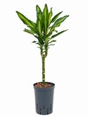 Dracaena cintho 30 75 cm