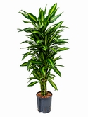 Dracaena cintho Vertakt-multi 110 cm