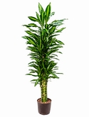 Dracaena cintho Vertakt-multi 170 cm