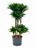 Dracaena compacta 60-Carrousel 100 cm