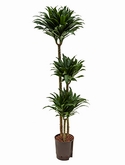 Dracaena compacta 90-60-30 135 cm