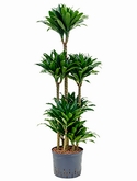 Dracaena compacta 90-Carrousel 130 cm