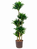 Dracaena compacta 90-Carrousel 135 cm