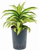 Dracaena compacta malaika Kop 35 cm