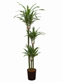 Dracaena deremensis 90-60-30 150 cm